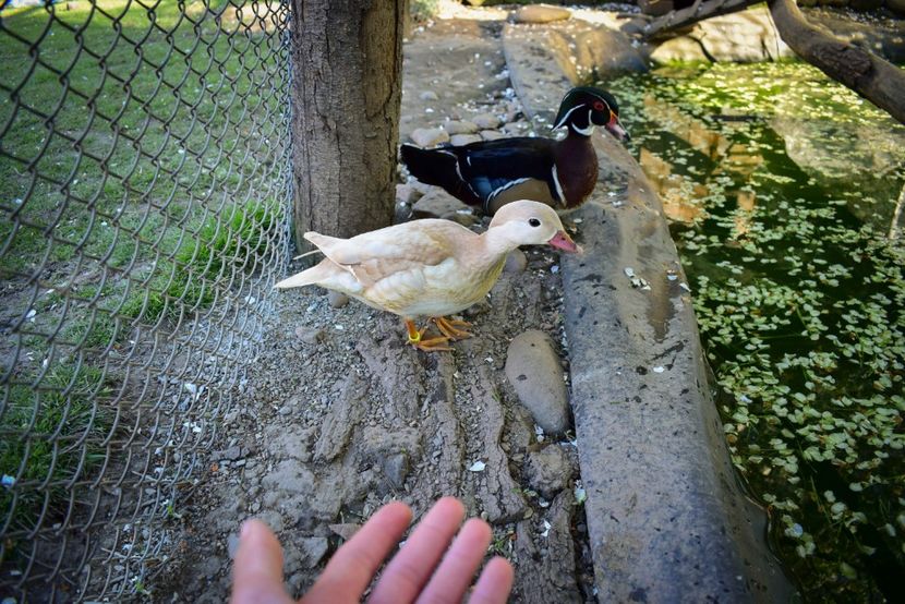 rate mandarine si caroline - O pereche diferita