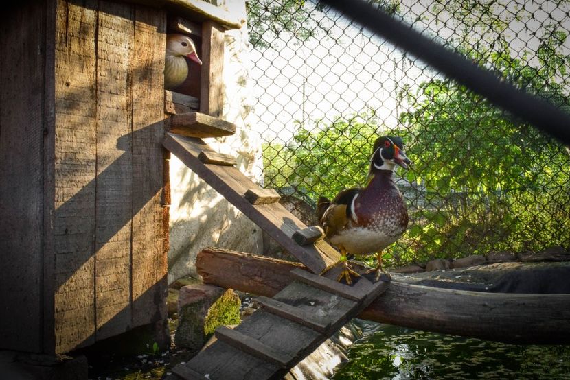 rate mandarine si caroline - O pereche diferita