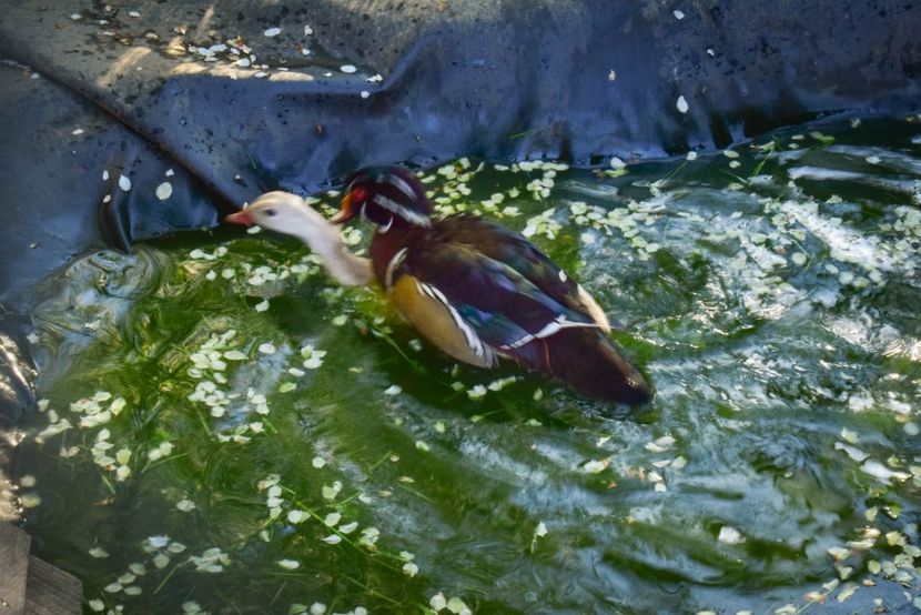 rate mandarine si caroline - O pereche diferita