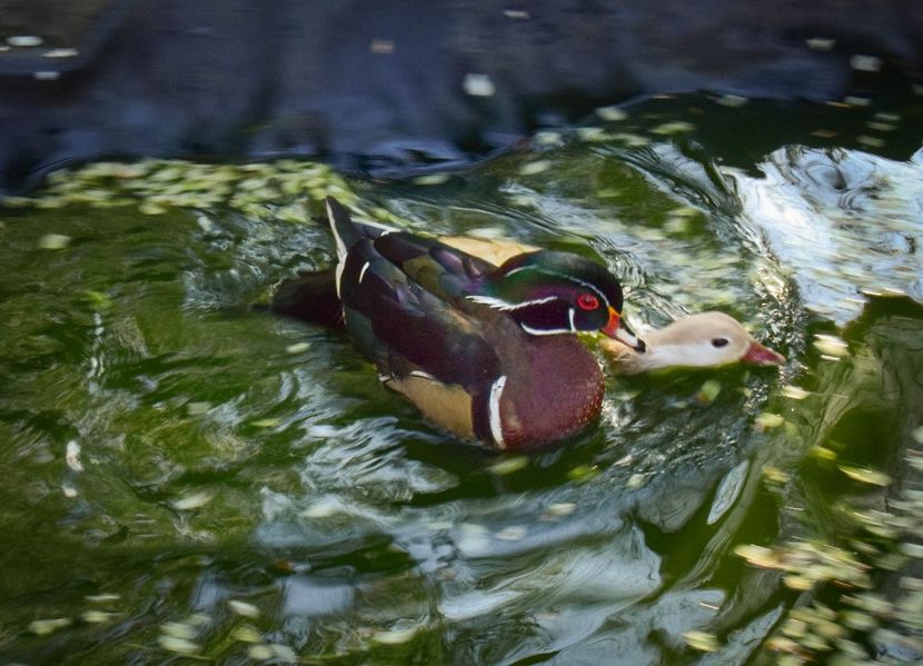 rate mandarine si caroline - O pereche diferita