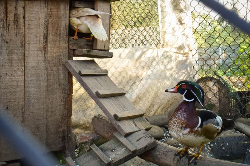 rate mandarine si caroline - O pereche diferita