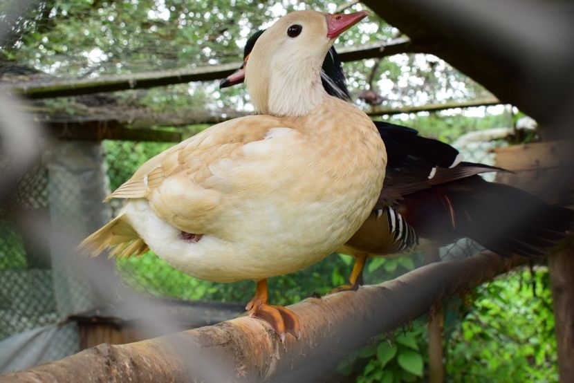 rate mandarine galbene - O pereche diferita