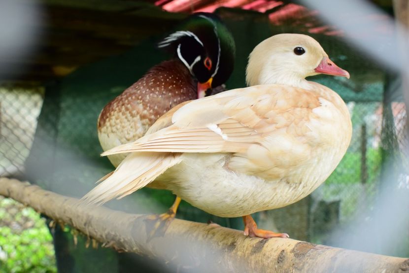 rate mandarine galbene - O pereche diferita