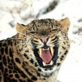 poze_animale_salbatice-leopard_12-150x150 - leoparzi