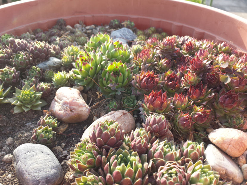  - Sempervivum - 2018 - 2020