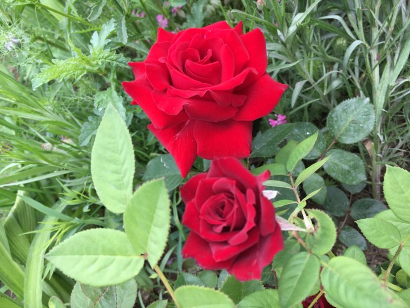 00B0DF6D-961E-4E44-9951-30E2FBA1EF43 - Trandafiri mini