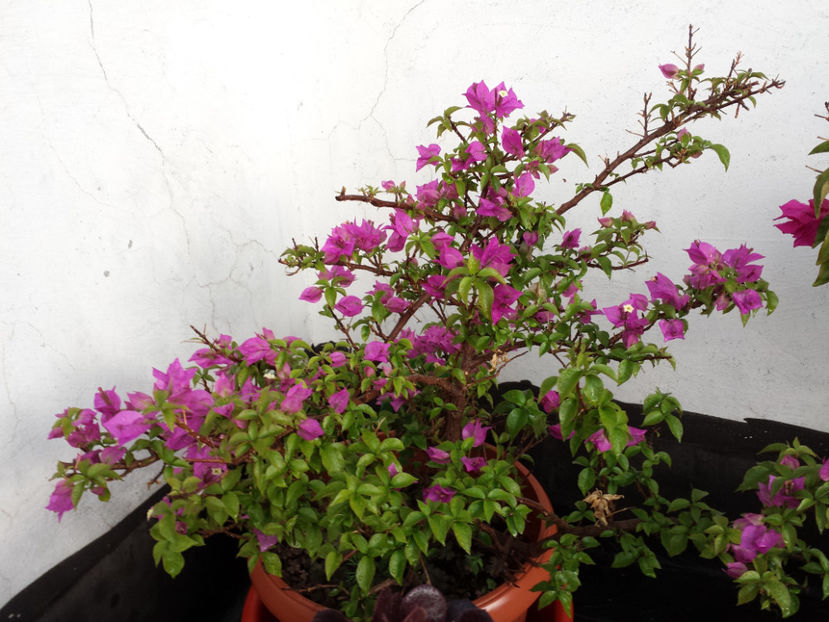  - Plante de balcon si camera - 2018