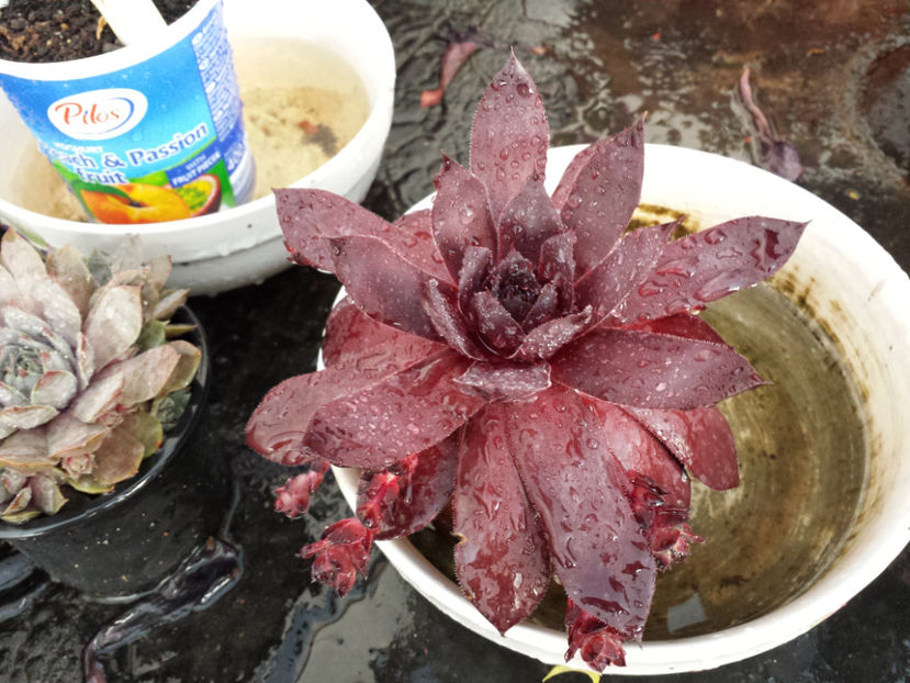  - Sempervivum - 2018 - 2020