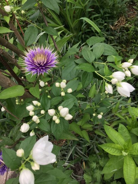 C264393C-1B92-42A9-B0C7-FF7AFA99B9E7 - Clematite 2018