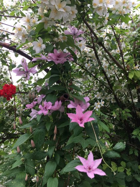 D2706C0C-DF46-46A8-94EB-0356442771D7 - Clematite 2018