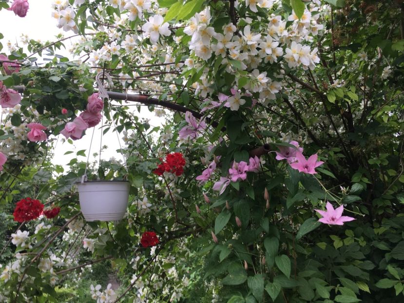 3F57BF92-515E-421F-81A2-81810F605592 - Clematite 2018