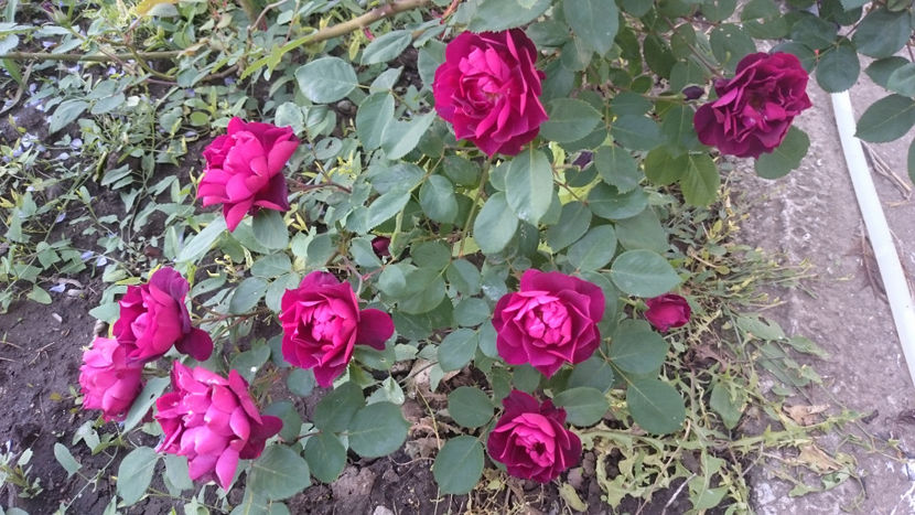 Cardinal Hume - Gradina si trandafirii 2018 - I Mai