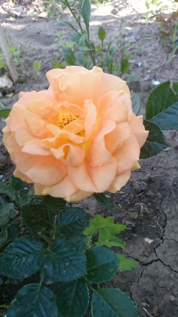 Goldelse - Gradina si trandafirii 2018 - I Mai