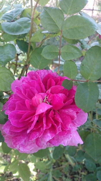 SOPHY’S ROSE - Gradina si trandafirii 2018 - I Mai