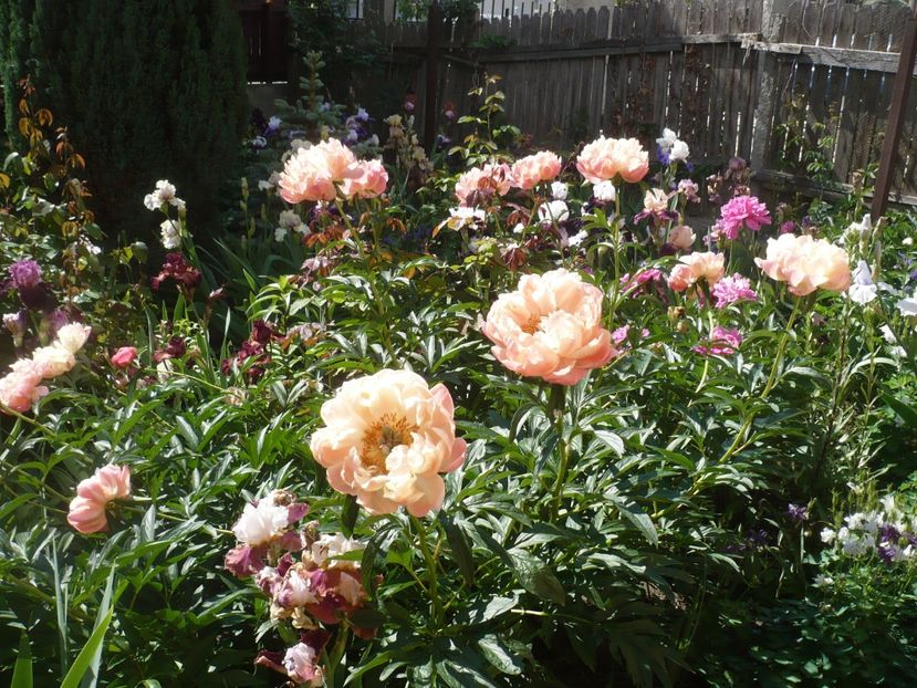 P1370199 - GRADINA 2018