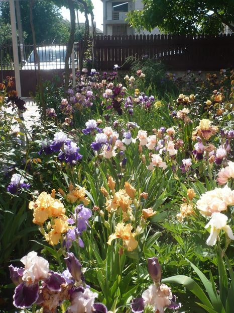 P1370201 - GRADINA 2018