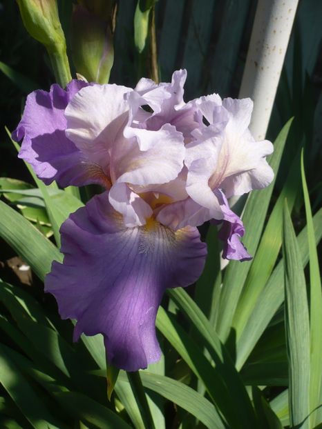 P1370202 - GRADINA 2018