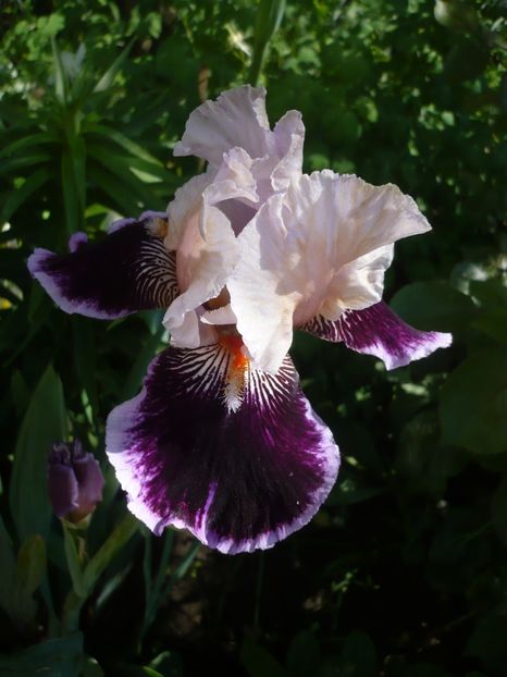 P1370203 - GRADINA 2018