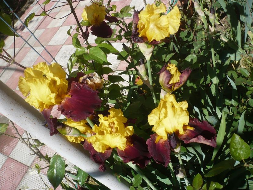 P1370204 - GRADINA 2018