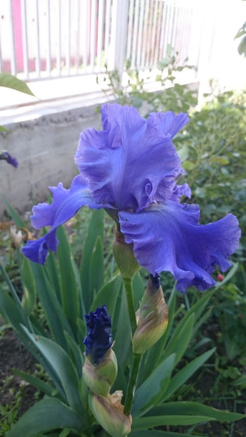Yaquina Blue - Irisi 2018