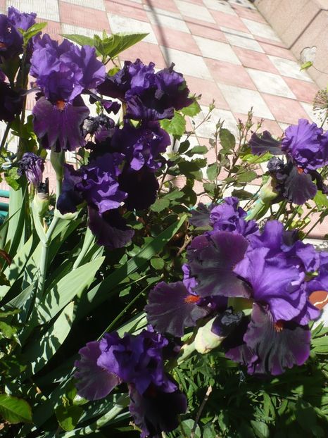 P1370206 - GRADINA 2018