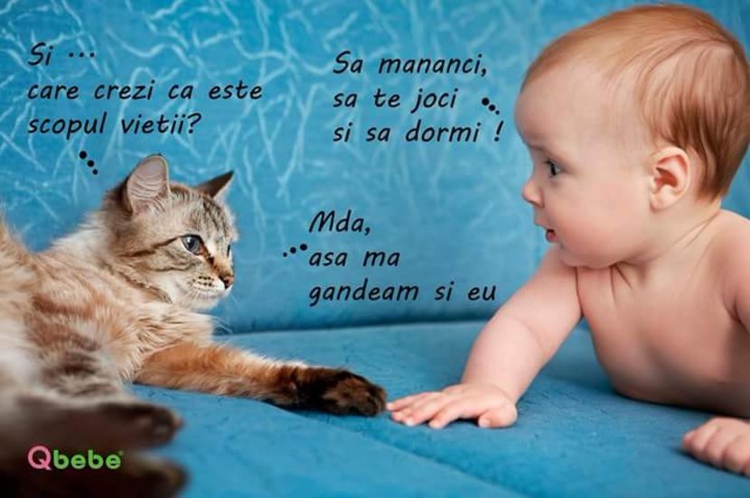  - Poze 4