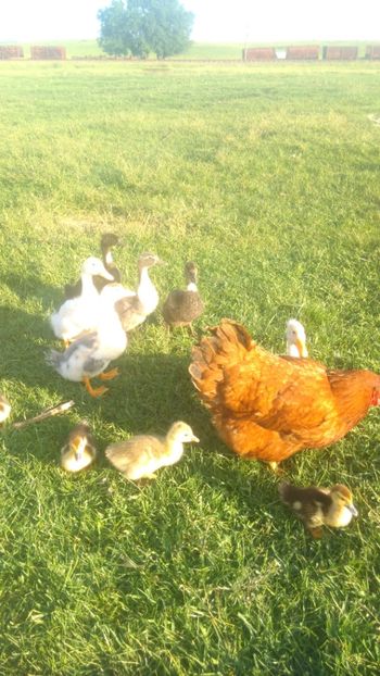  - Ratuste comune bobocei 18 !!