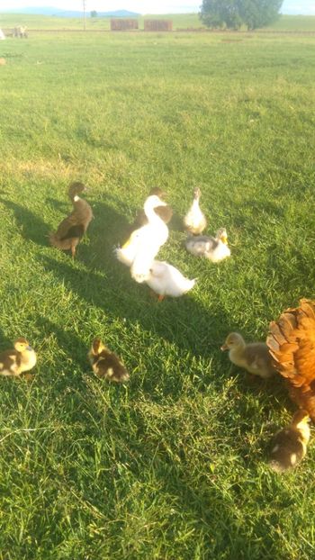  - Ratuste comune bobocei 18 !!