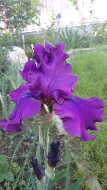  - Gradina primavara 2018