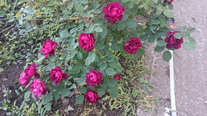  - Gradina primavara 2018