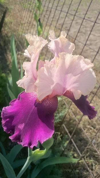  - Gradina primavara 2018