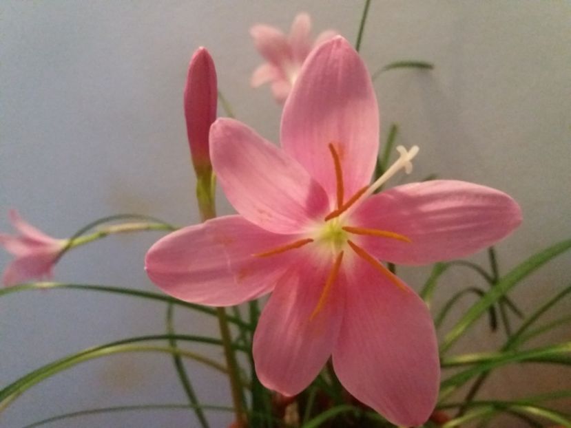  - Florile mele mai 2018