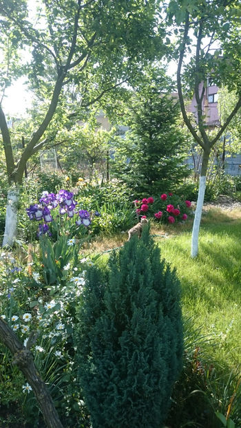  - Gradina primavara 2018