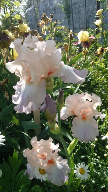  - Gradina primavara 2018