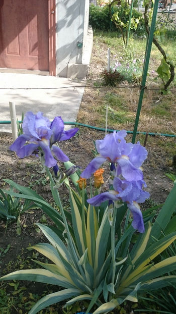  - Gradina primavara 2018
