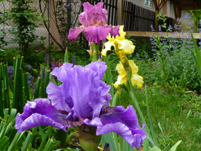 2018 Wicked women - 2017 Pridvor