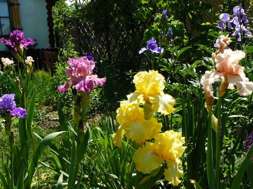 Just a kiss away - Z_FAVORITELE gradinii mele