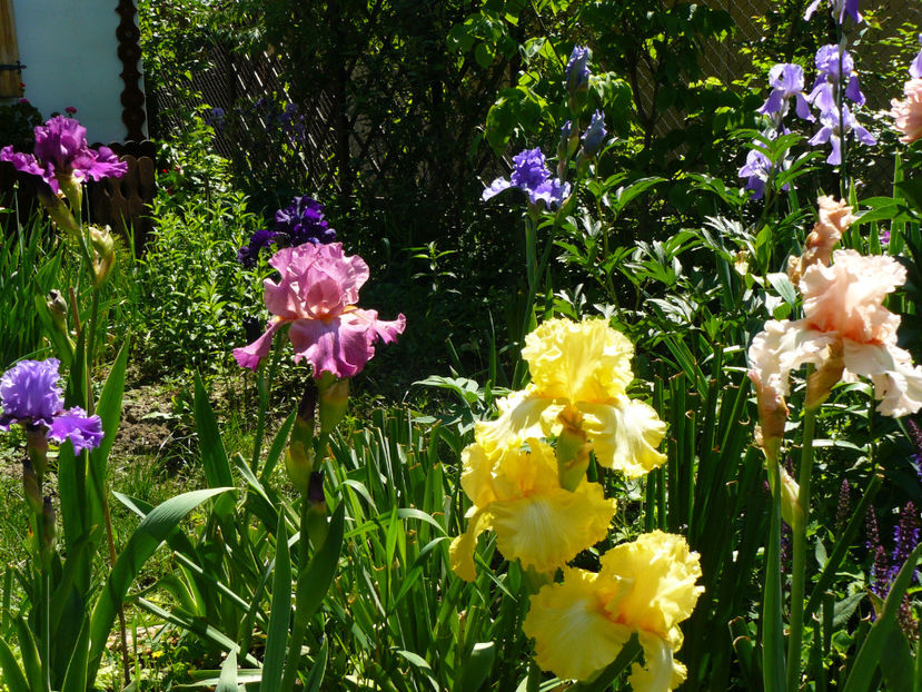 2018 Hortensia Rose si Just a kiss away - 2017 Pridvor