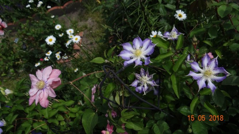 Thyrislund si Little Mermaid - Clematite 2018