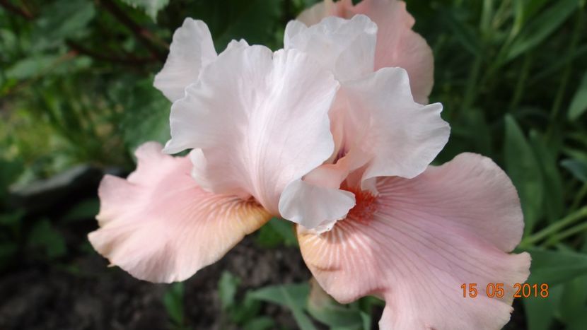 Sugar Magnolia - Irisi -partea I-a