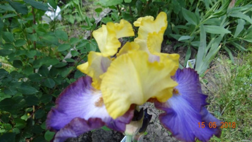 Bold Accent - Irisi -partea I-a