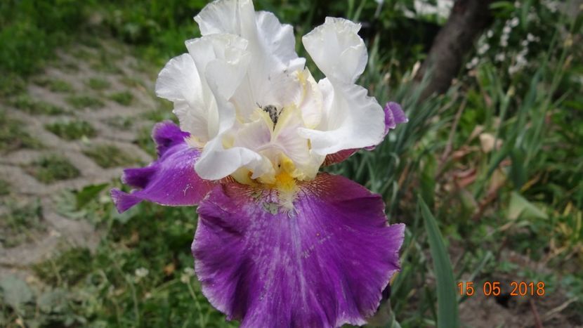 Calypso - Irisi -partea I-a