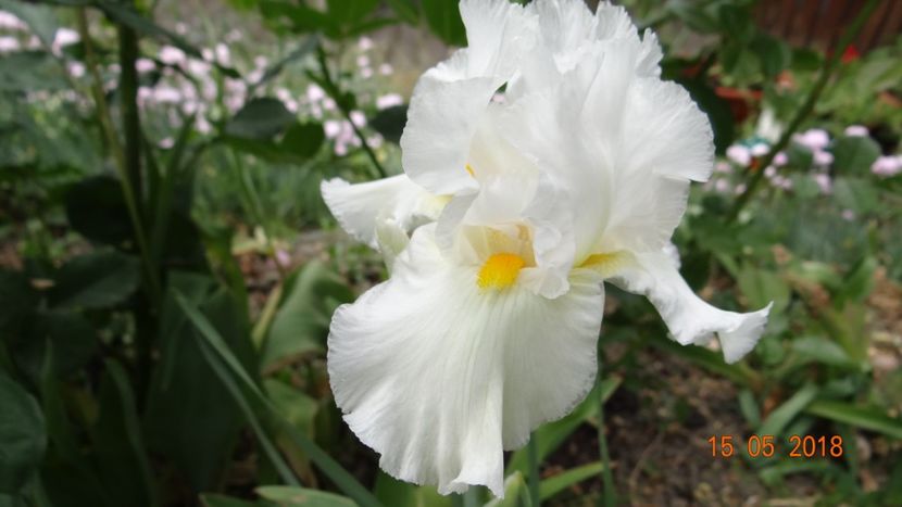 White Lightning - Irisi -partea I-a