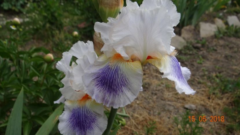 Pucini - Irisi -partea I-a