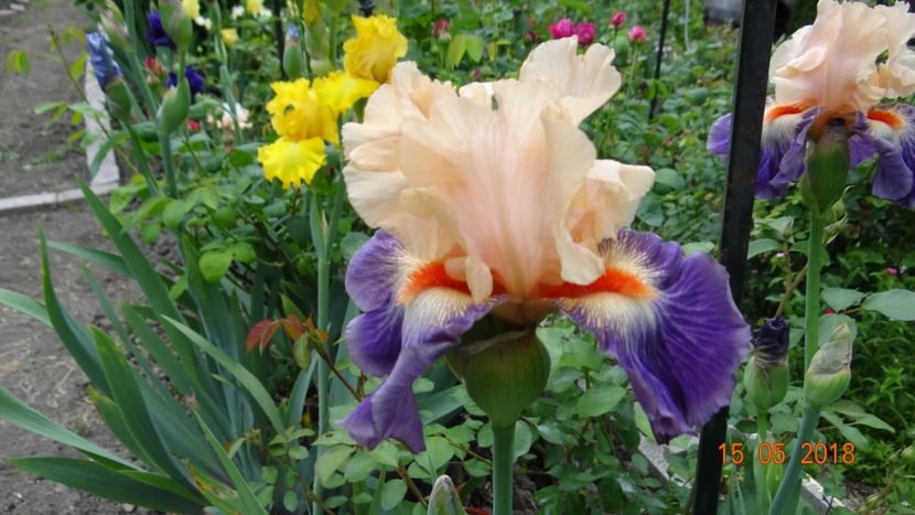 Undercurent -15 - Irisi disponibili