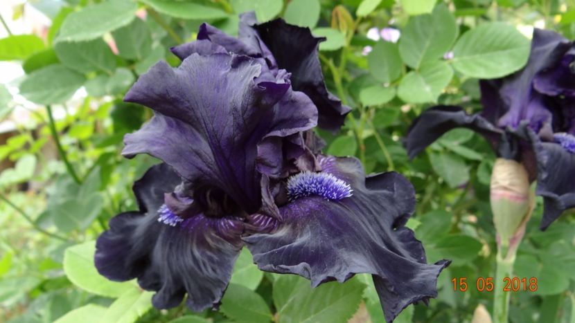Obsidian -superb - Irisi -partea I-a