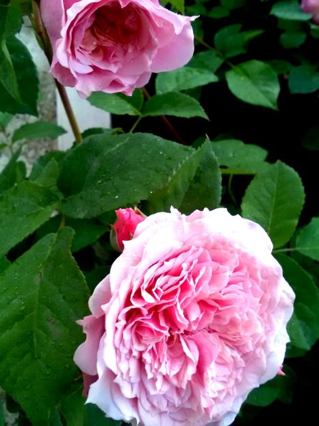  - Festival du Jardin