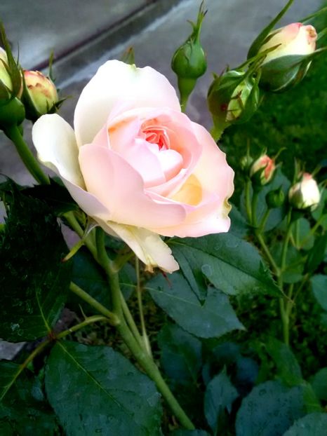  - Gradina luna mai 2018