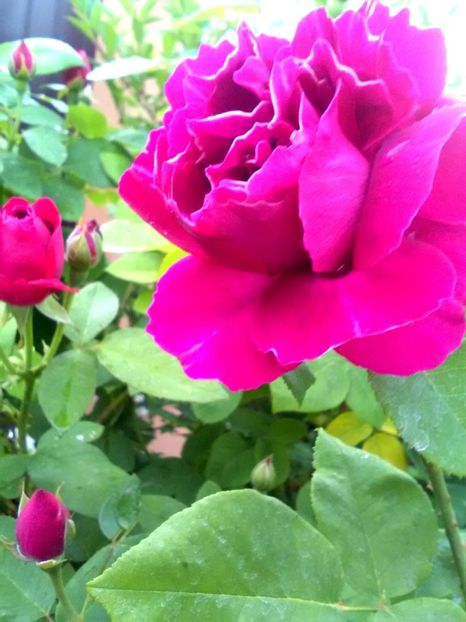  - Baron Jirod de L Ain