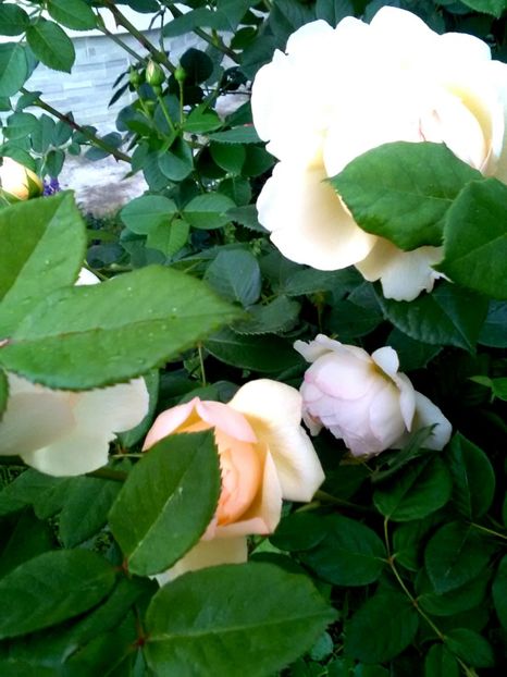  - Gradina luna mai 2018